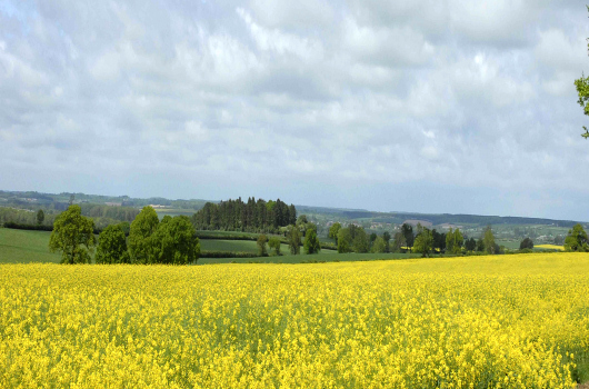 Oilseed Rape